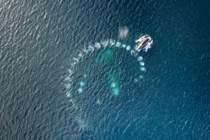 Cá voi thông minh biết giăng bẫy trên biển để câu cá 