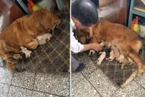 Rùng mình tiếng gõ cửa đêm khuya và sự thực cảm động