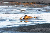 Sư tử trơ mắt nhìn hà mã dìm chết linh dương 