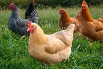 Ngược đời cáo bị gà quây mổ chết và bài học...