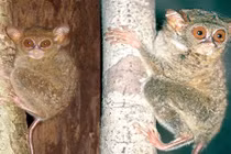 Loài vật với khả năng "siêu nhiên" xoay được đầu 360 độ