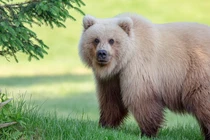 Gấu vàng khổng lồ quý hiếm xuất hiện, "hút hồn" nhiếp ảnh gia