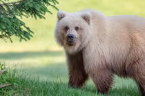 Gấu vàng khổng lồ quý hiếm xuất hiện, "hút hồn" nhiếp ảnh gia