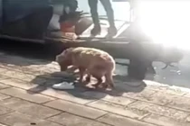 Cảm động chó cưng xả thân cứu chủ chết đuối 