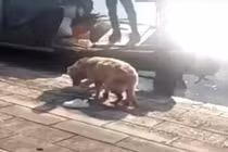 Cảm động chó cưng xả thân cứu chủ chết đuối 