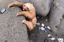 Lười con mải chơi, khóc nấc trên bãi biển vì điều này