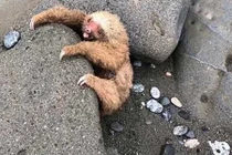 Lười con mải chơi, khóc nấc trên bãi biển vì điều này