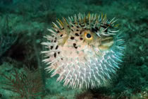 Choáng váng lực cắn của siêu chiến binh cá nóc