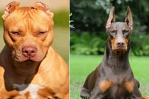 10 giống chó nhập ngoại nguy hiểm nhất Việt Nam