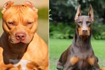 10 giống chó nhập ngoại nguy hiểm nhất Việt Nam