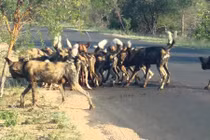 Chó hoang cắn xé linh dương "đẫm máu" ngay giữa đường