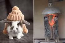 Muôn vàn chiêu chống rét "bá đạo" của động vật (1)