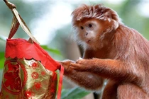 Khỉ vườn thú mừng húm vì được mừng tuổi sớm