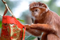 Khỉ vườn thú mừng húm vì được mừng tuổi sớm