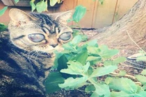 Mèo có đôi mắt cực lớn như sinh vật ngoài hành tinh