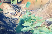 Mèo có đôi mắt cực lớn như sinh vật ngoài hành tinh