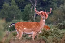 Hươu tóc đỏ khiến con người giật mình và sự thực