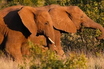 Nhóm thanh niên săn trộm tê giác "đụng độ" voi, sư tử thảm khốc