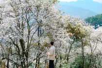 Lạc bước giữa rừng ban ‘’cổ tích’’ ở Điện Biên