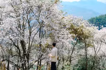 Lạc bước giữa rừng ban ‘’cổ tích’’ ở Điện Biên