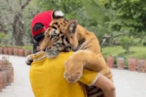 “Tuýt còi” khu du lịch để khách tham quan bế hổ như thú cưng