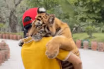 “Tuýt còi” khu du lịch để khách tham quan bế hổ như thú cưng