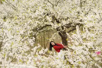 Xao xuyến những miền hoa đẹp tựa cổ tích ở vùng núi Tây Bắc 