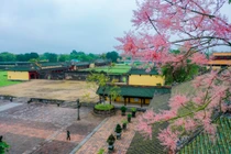 “Vương giả chi hoa” khoe sắc trong Đại Nội Huế