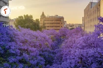 Hoa phượng tím đẹp rực rỡ ở Côn Minh hút du khách