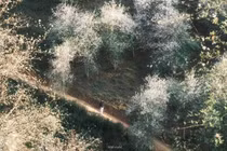 Sơn tra khoe sắc trắng tinh khôi ở làng Chếu