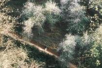 Sơn tra khoe sắc trắng tinh khôi ở làng Chếu