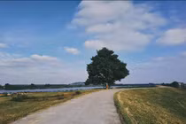 Ghé thăm cây cô đơn có trong MV “Bắc Bling” của Hòa Minzy