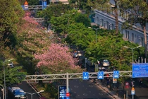 Mùa hoa kèn hồng “gõ cửa” phố xá Sài Gòn