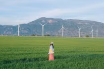 Say lòng trước vẻ đẹp bất tận của cánh đồng điện gió Đầm Nại