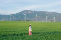 Say lòng trước vẻ đẹp bất tận của cánh đồng điện gió Đầm Nại