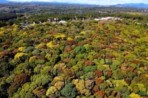 Ngắm Măng Đen mùa thay áo tựa như “bông súp lơ” khổng lồ