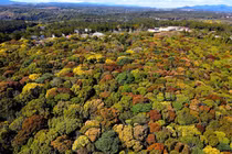 Ngắm Măng Đen mùa thay áo tựa như “bông súp lơ” khổng lồ