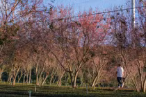 Lên Đà Lạt “săn” ảnh hoa mai anh đào