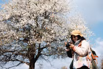 Đến Nậm Nghẹp đắm mình trong sắc trắng tinh khôi của hoa sơn tra	