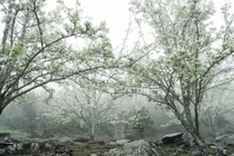 Lạc bước giữa vườn hoa lê đẹp như cổ tích ở Na Hang