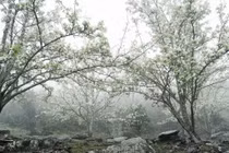 Lạc bước giữa vườn hoa lê đẹp như cổ tích ở Na Hang