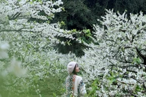 View - Check in Vườn Xương Rồng Cổ Thụ Đẹp Như Tranh Ở Mộc Châu | Báo Tri thức và Cuộc sống - TIN TỨC PHỔ BIẾN KIẾN THỨC 24H