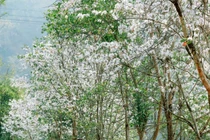 Mùa ban trắng Nà Sự – Vẻ đẹp tinh khôi chốn bản làng