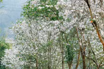 Mùa ban trắng Nà Sự – Vẻ đẹp tinh khôi chốn bản làng