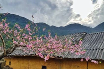 7 điểm đến hấp dẫn ngắm hoa xuân khoe sắc