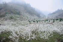 Tinh khôi mùa hoa mận ở Mộc Châu