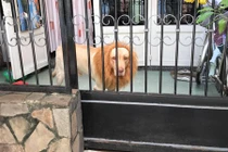 Cô chủ đeo bờm cho chú chó hóa thành chúa sơn lâm