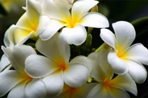 Video: Dâng các loài hoa này lên bàn thờ, cả năm ngập tràn tài lộc