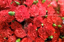 Ngày của mẹ ở các nước diễn ra thế nào?