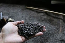 Bộ Nông nghiệp chính thức công bố kết quả vụ “cà phê pin"